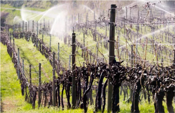 Vineyard Irrigation - RainMAN Controllers